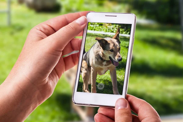 Dog phone photography — Stock Photo, Image