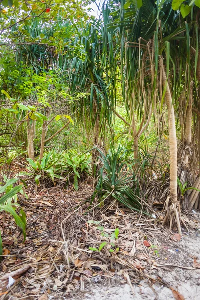 Floresta insular — Fotografia de Stock