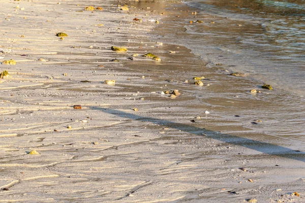 Shoreline closeup — Stock Photo, Image