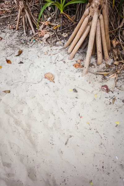 Screwpine roots in the sand — Stock Photo, Image