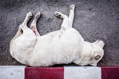 Zavallı köpek
