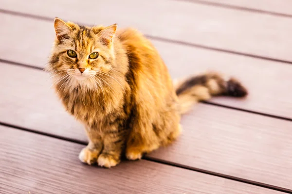 Norwegian cat — Stock Photo, Image