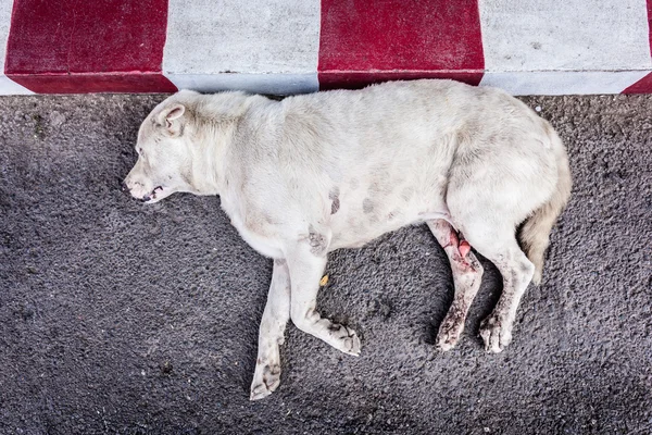 Cão morrendo — Fotografia de Stock