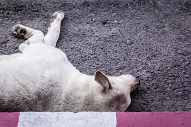 Hastalıklı sokak köpeği