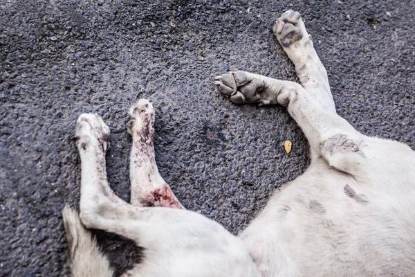 Cane morto — Foto Stock