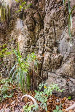 Tayland tropikal Körfezi