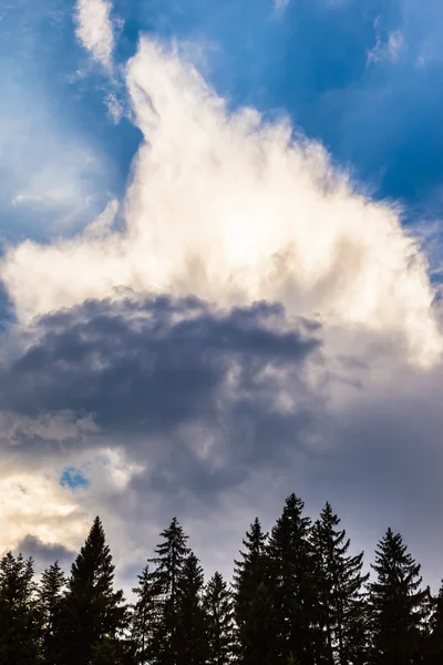 Trädtopparna och dramatisk himmel — Stockfoto