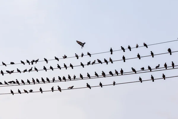 Palomas reman en alambres — Foto de Stock