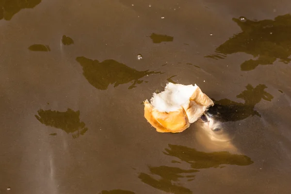 パンを食べる魚 — ストック写真