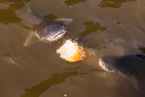 Catfish eating bread — Stock Photo, Image