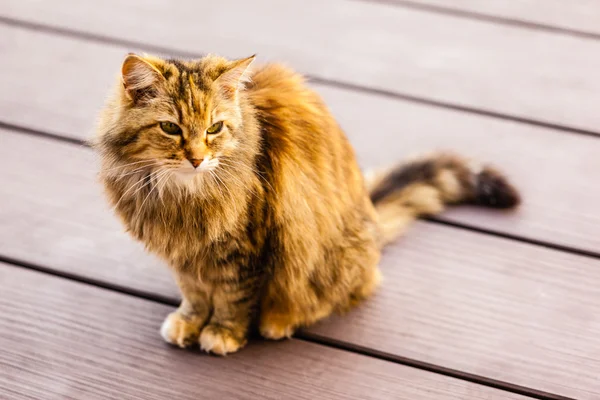 Beautiful Norwegian cat — Stock Photo, Image