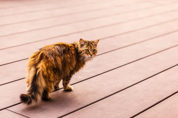 Beautiful furry cat — Stock Photo, Image