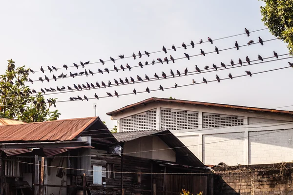 Pigeons sur fil — Photo