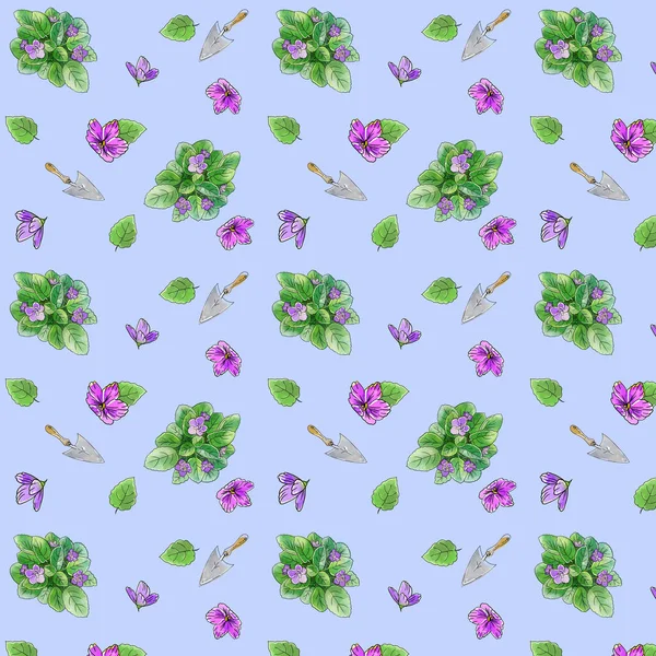 花型与家庭植物紫罗兰 漂亮的背景盆栽园艺 — 图库照片