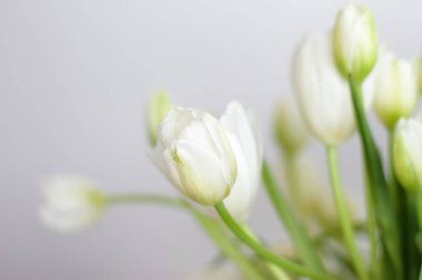 Beyaz laleler vazoda, 8 Mart için güzel çiçekler, Sevgililer Günü, Anneler Günü, doğum günü. Romantizm hediyesi, iç dekorasyon yatak odasında.  