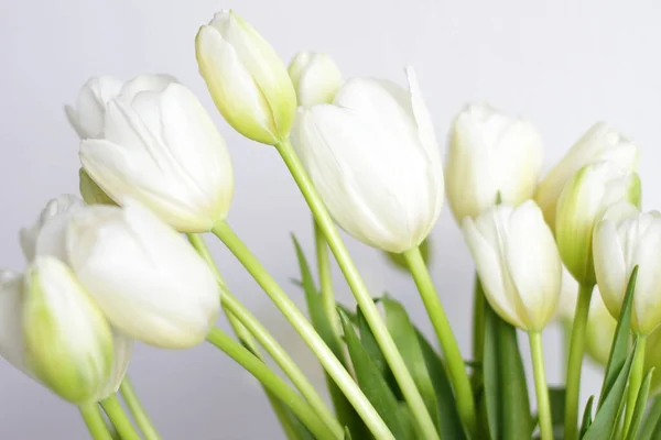 Buquê Tulipas Brancas Vaso Quarto Belas Flores Presentes Para Março — Fotografia de Stock