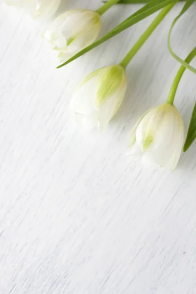 Vita Färska Tulpaner Trä Bakgrund Fina Anbud Våren Blommor Trä — Stockfoto