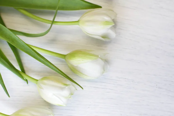 Weiße Frische Tulpen Auf Holzgrund Schöne Zarte Frühlingsblumen Auf Holzstruktur — Stockfoto