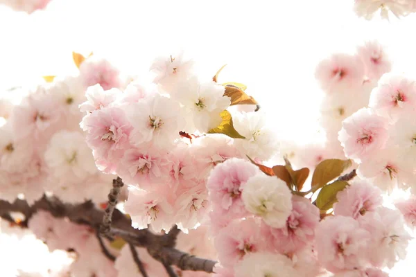 Rosa Fresco Sakura Cereja Floresceu Fechar Flores Concurso Flor Pastel — Fotografia de Stock