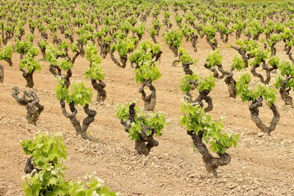 Vineyard Field Grape Plant Farm Vine Industry — Stock Photo, Image