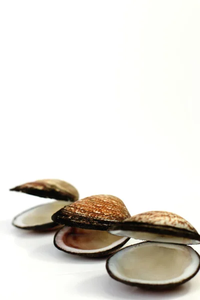 Sea Shell Mollusk Scallop Seashells Animals — Stock Photo, Image