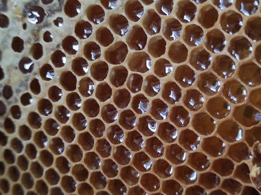 Arı peteği yakın çekim. Bal geçmişi. Sağlıklı ve sağlıklı beslenmek için kullanılabilir..