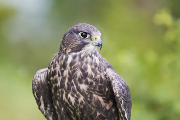 Saker. — Fotografia de Stock