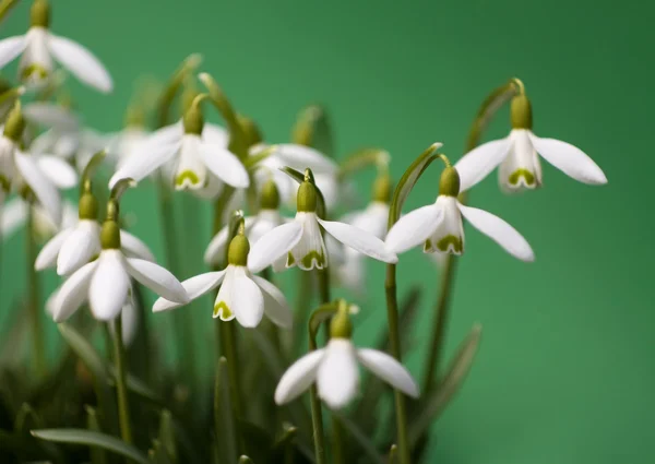 Gotas de neve — Fotografia de Stock