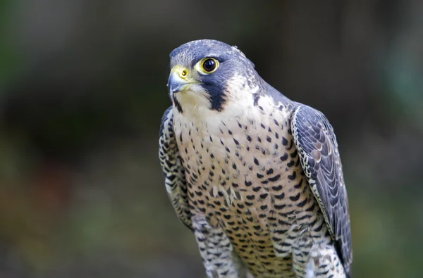 Retrato de Peregrine — Fotografia de Stock