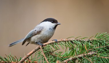 Marsh baştankara Noel ağacı üzerinde