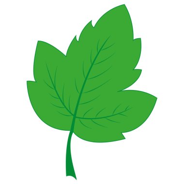 Yeşil bir akçaağaç yaprağının vektör görüntüsü.