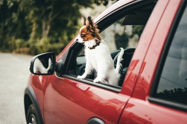 Kırmızı ve beyaz sevimli bir papillon köpek yavrusu pencereden dışarı bakıyor. 