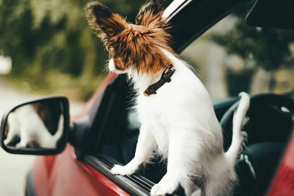 Милый белый и красный щенок с сосочком стоит в машине и смотрит в окно крупным планом.. — стоковое фото