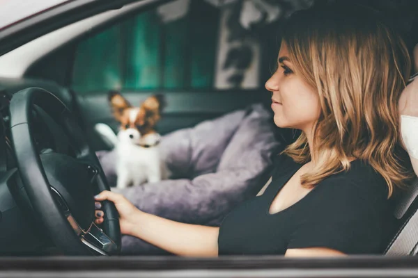 A young girl driver sits in a car behind the wheel and in the background a small dog sits next to in a car seat for dogs