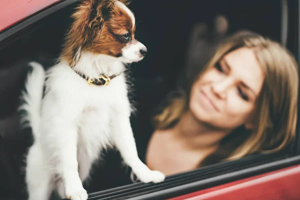 A cute white and red papillon puppy stands in the car looking out of the window, close-up. — Stock Photo, Image