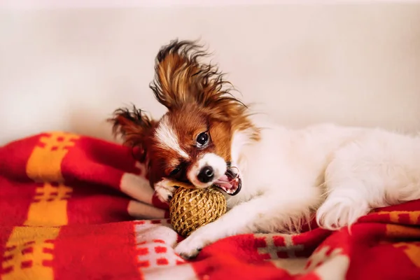 A cute little dog Papillon lies on the bed on a red blanket and chews on a New Years toy.