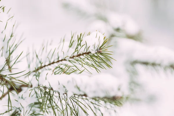 Enfoque suave primer plano de un pino en el bosque bajo la nieve en invierno. — Foto de Stock