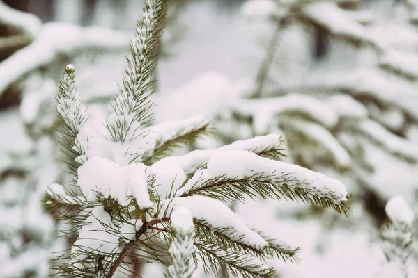 Ramas de pino nevado en el bosque de invierno. La nieve cubre los árboles. — Foto de Stock