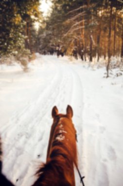 Çam ormanında güneşli bir kış gününün bulanık dikey fotoğrafı. Kahverengi bir ata binen bir sürücünün arka plan görüntüsü.