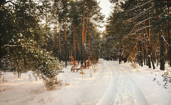 Könnyű téli táj a havas erdőben. — Stock Fotó