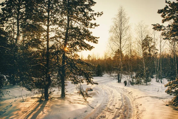 Paisagem florestal de inverno com neve ao pôr do sol. Foto quente agradável. — Fotografia de Stock