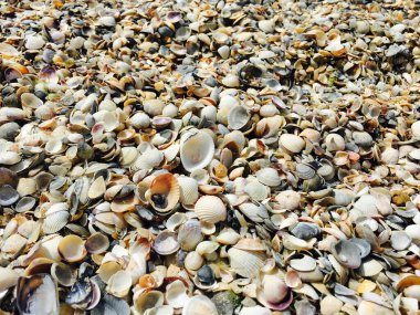 Deniz kabuklarının yakın çekimi kumsalda yatar. Deniz arkaplanı ve ayrıntılar.