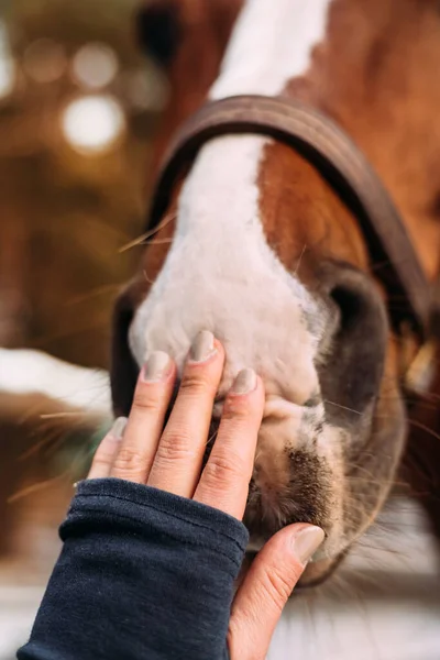 Close-up of a womans hand touching the soft nose of a horse. The relationship between humans and animals. Trust — Stock Photo, Image
