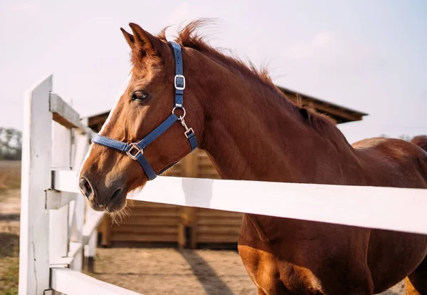 Portrait of a handsome brown stallion standing in a levada next to the stable and looking to the side — Stock Photo, Image