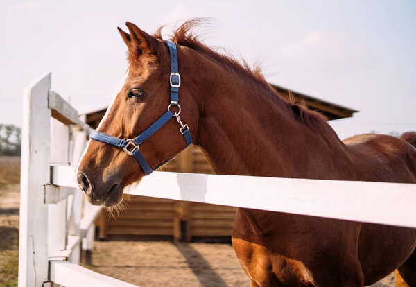 Portrait of a handsome brown stallion standing in a levada next to the stable and looking to the side