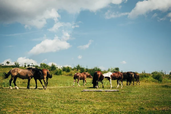 Stádo Divokých Koní Pasou Zelené Louce Horách Slunečný Den Obloha — Stock fotografie