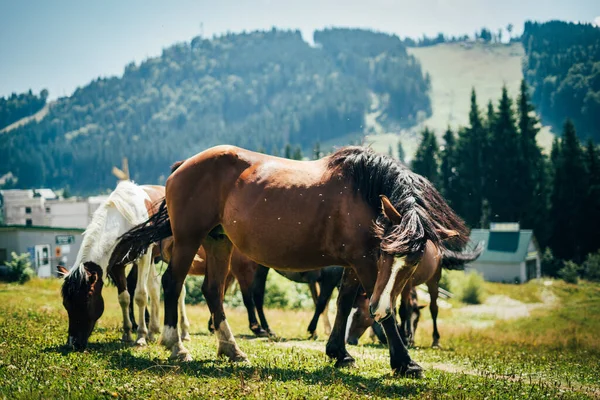 A close-up portrait of beautiful wild horses grazing in a meadow in the mountains on a sunny day. Flies circle around — Stock Photo, Image