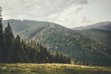 Dağ yaz manzarası. Yeşil dağların arka planında uzun ağaçlar olan orman kuşağı. Dinlen ve dağlarda yeniden yüklen. Yüksek kalite fotoğraf
