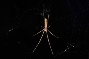Uzun çeneli örümcek sırt, Tetragnatha montana, Satara, Maharashtra, Hindistan
