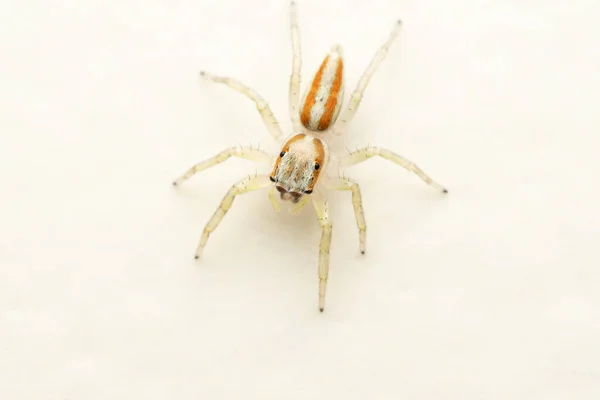 Dorsal Subadult Male Jmping Spider Epocilla Calcarata Pune Mharashtra Inde — Photo